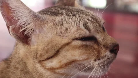 Cat eat 4 Stock Footage 274121034