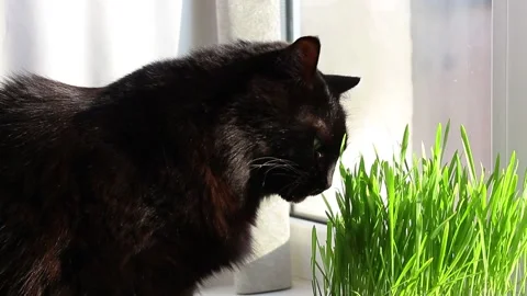 Cat eat cat grass Stock Footage 233272697