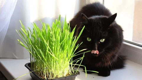 Cat eat cat grass Stock Footage 233272723