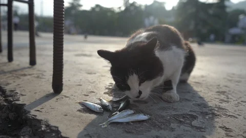 Cat eat fish Stock Footage 106033376