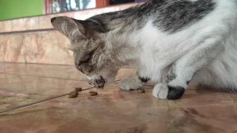 Cat eat Stock Footage 252153162