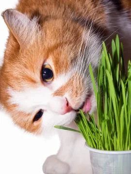 Cat eat grass Stock Photos