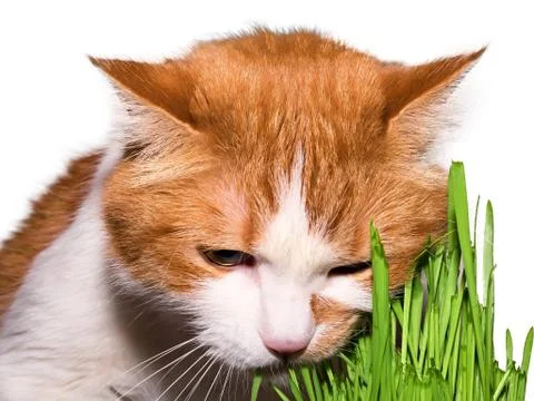 Cat eat grass Stock Photos