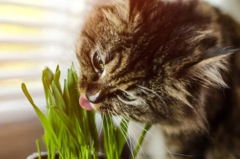 Cat eat grass Stock Photos