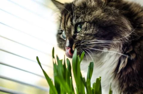 Cat eat grass Stock Photos