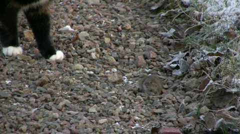 Cat eat mouse 動画素材 583389