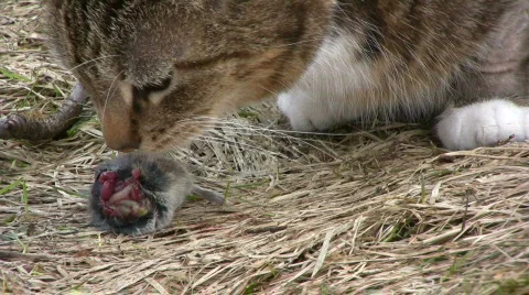 Cat eat mouse 스톡 동영상 678533