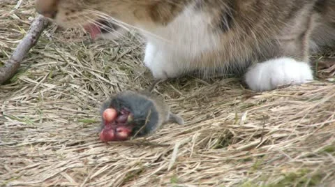 Cat eat mouse2 Stock Footage 21260143
