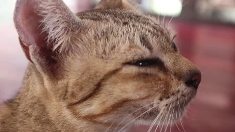 Cat eating  (1) Video stock 301161743