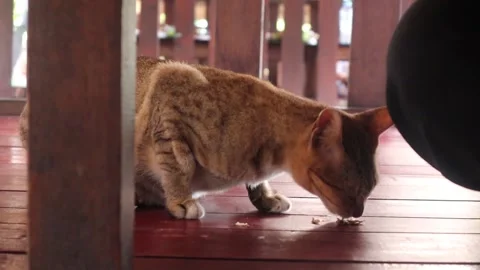 Cat eating  (2) Video stock 301161742