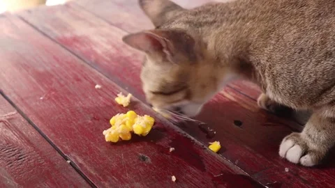 Cat eating  (3) Stock Footage 301161745