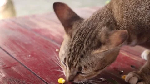 Cat eating  (4) Stock Footage 301161828
