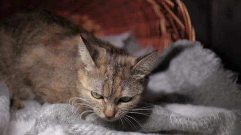 The cat is eating in a basket. Striped kitty on the background of a wicker b Stock Footage 229519715