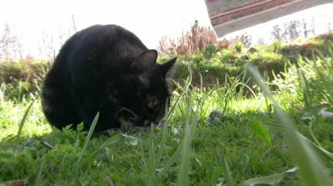 Cat eating bird Stock Footage