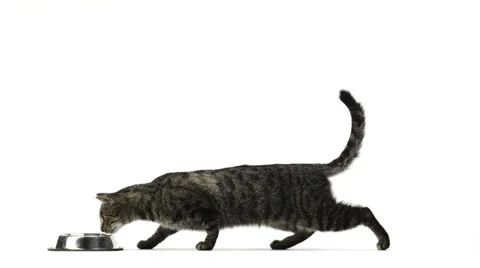 Cat eating in a bowl Stock Footage 24875141