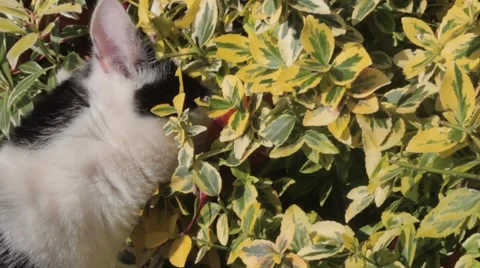 CAT EATING BUSHES HD 動画素材 42553092