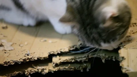 Cat eats cardboard best sale