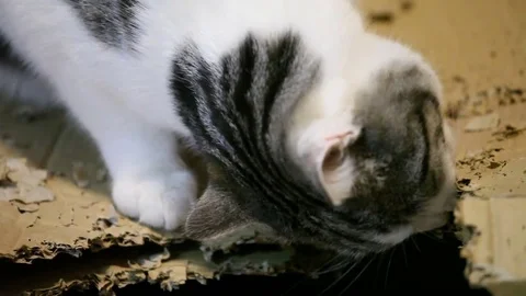 A cat eating a cardboard box Stock Footage 84816115