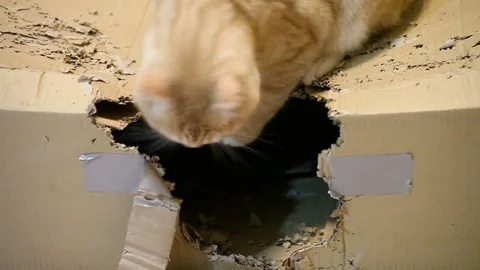A cat eating a cardboard box Stock Footage 84819587