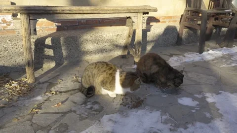 Cat eating cat food in the yard Stock Footage 261809341