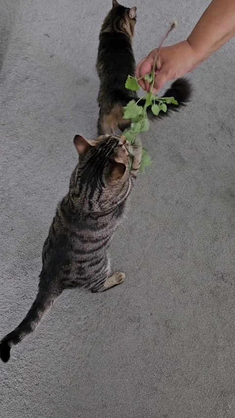 Cat eating catnip held in hand of woman playfully shaking it vertical video Stock Footage 335602212
