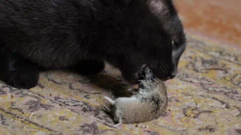 Cat eating a caught mouse 库存影片 258840946