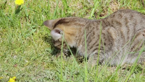 Cat eating a caught mouse Video stock 258843933