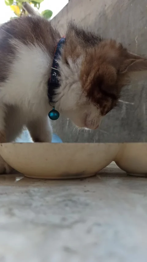Cat Eating Cereal Video stock 316880990