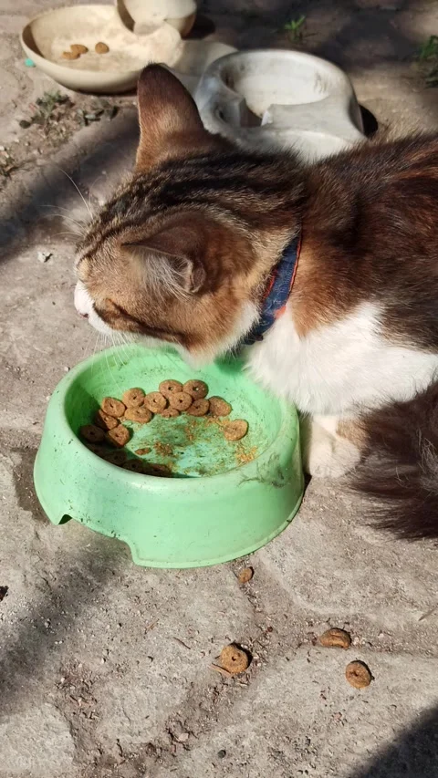 Cat Eating Cereal Stockbeeldmateriaal 318540500