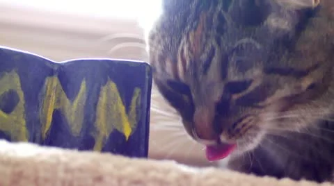 Cat Eating-Close Up Stock Footage 22034616