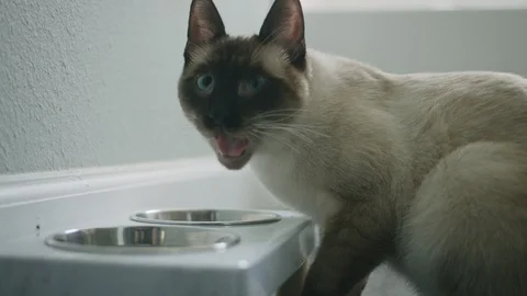 Cat eating close up Stock-Footage 128988035