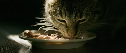Cat eating close up in lightbeam 2 Stock Footage 209212723