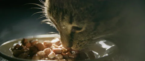 Cat eating close up in lightbeam Stock Footage 209210879