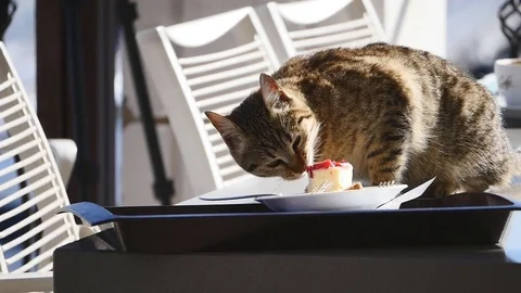 Cat eating cupcake on the table Stock Footage 72965287