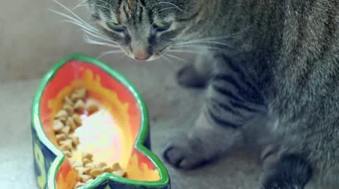 Cat Eating Dinner Stock Footage 22135713