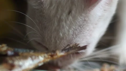 CAT EATING FISH Stock Footage 169511991