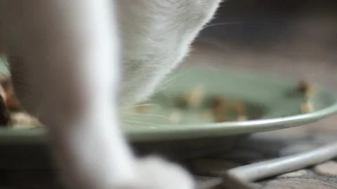 CAT EATING FISH Stock Footage 169512000