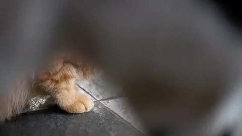 Cat eating on the floor Stock Footage 289921662