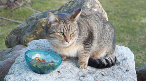 Cat eating food Video stock 34906482