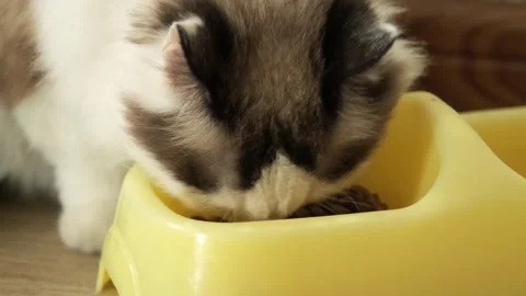 Cat eating food Stock Footage 241544003