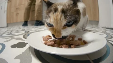 Cat eating food from a plate on a Kitchen floor Stock Footage
