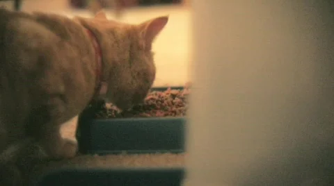 Cat eating Stock Footage 554161