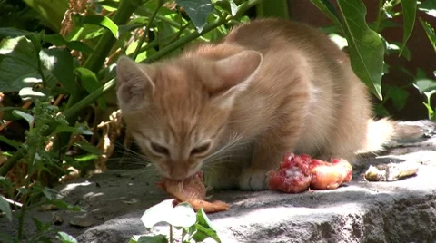 Cat eating Video stock 7751913