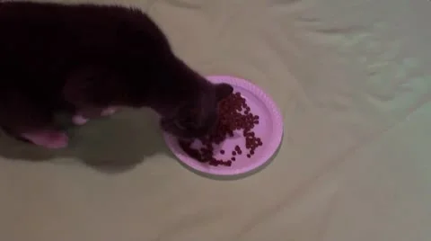 Cat eating Stock Footage 8930899