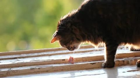 Cat eating Stock Footage 11134372