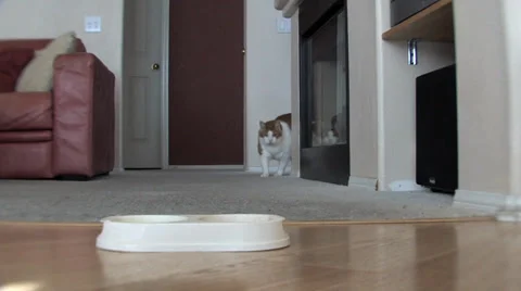 Cat eating Stock Footage 33722114