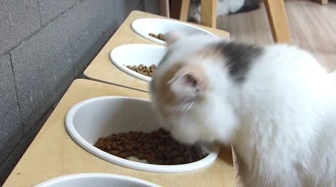 Cat eating Stock Footage 52725018