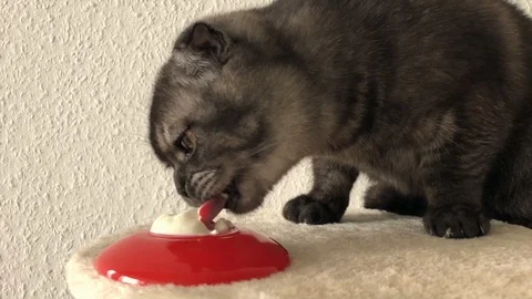 Cat eating Stock Footage 108599392