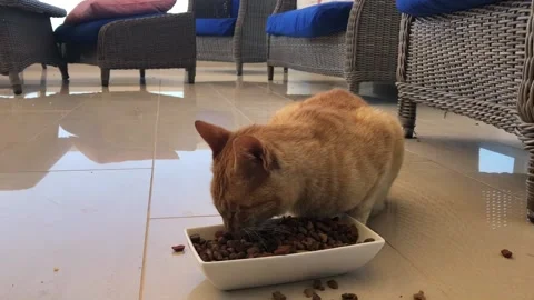 Cat eating Stock Footage 132728099