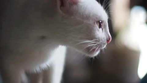 Cat eating Stock Footage 169512010